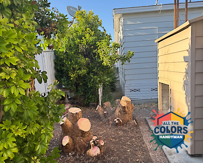 Outdoor photo two big stumps of yucca palms. The schefflera plant is now visible against a white shed that was hidden by the yucca thicket in the previous photos. An orange tree, a White House and a Direct TV satellite dish are also now visible. It looks as if the metal shed has been marred by the yucca.